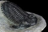Hollardops Trilobite - Beautiful Eye Detail #125084-2